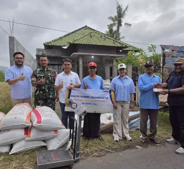 Rabu Biru – Bulog Kerja Sama Serap Gabah Petani